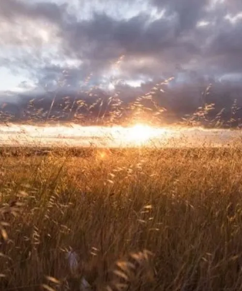 mat-treatment-scenary